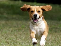 Picture of a Dog
